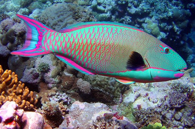 Parrotfish Fish Breed Information And Pictures PetGuide PetGuide parrotfish-fish-breed-information-and-pictures-petguide-petguide