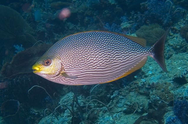 Rabbitfish | PetGuide