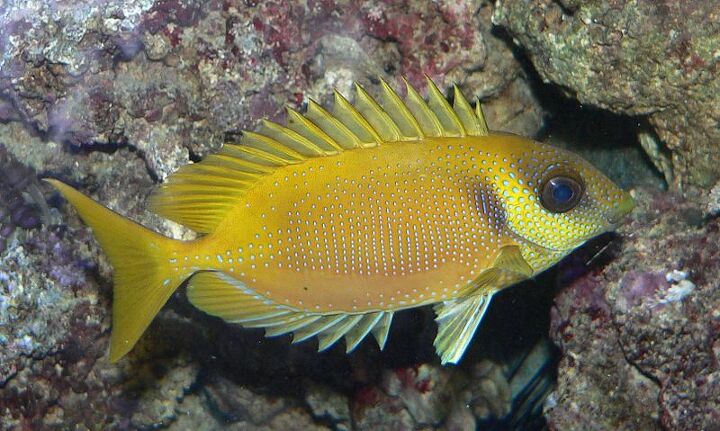 Rabbitfish | PetGuide