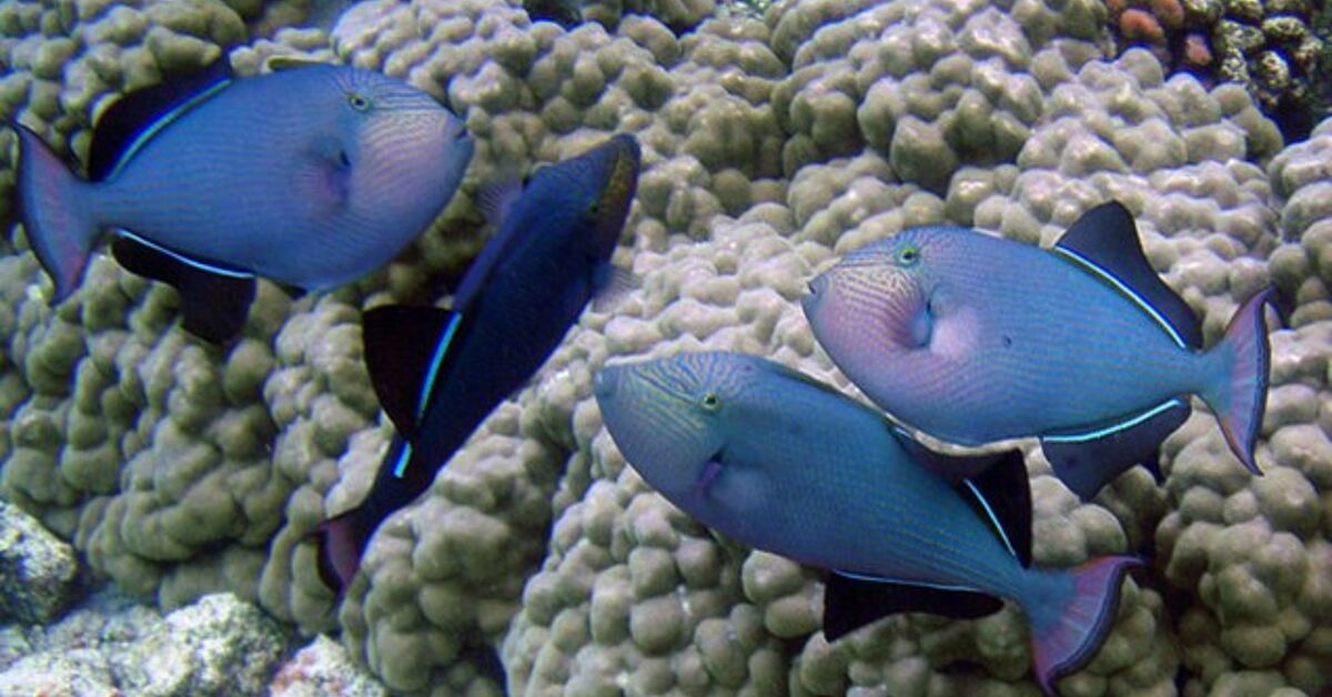 Triggerfish Shape Triggerfish Fish Breed Information and Pictures - PetGuide | PetGuide