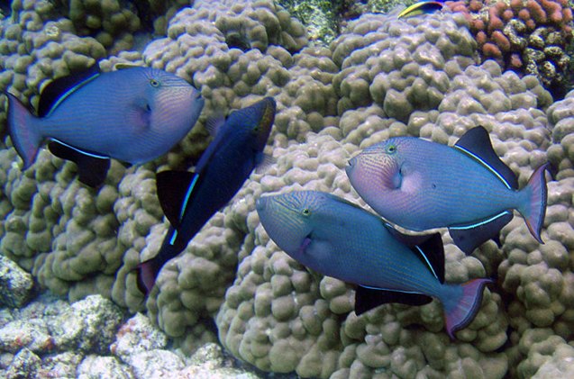 Trigger Fish Varieties Triggerfish Fish Breed Information and Pictures - PetGuide | PetGuide