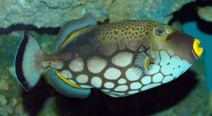 Triggerfish Fish Breed Information and Pictures - PetGuide | PetGuide