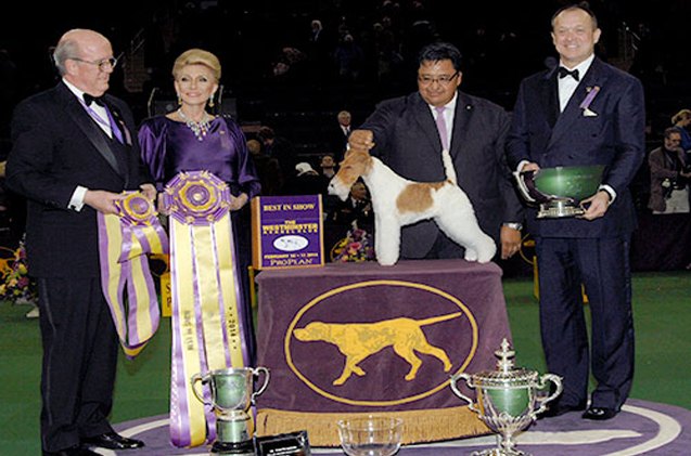 2014 westminster kennel club dog show awards best in show to wire fox terrier