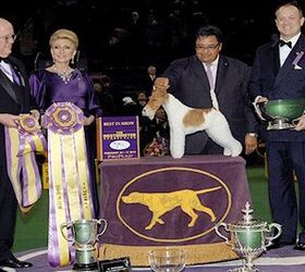 2014 Westminster Kennel Club Dog Show Awards Best In Show To Wire Fox 