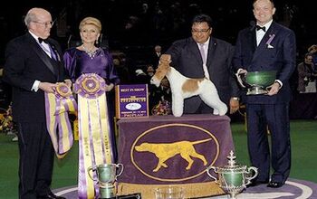 2014 Westminster Kennel Club Dog Show Awards Best In Show To Wire Fox 