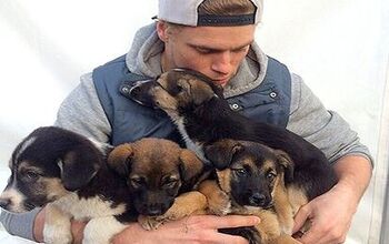 Olympic Skier Gus Kenworthy Hopes To Bring Home Four Sochi Stray Pups
