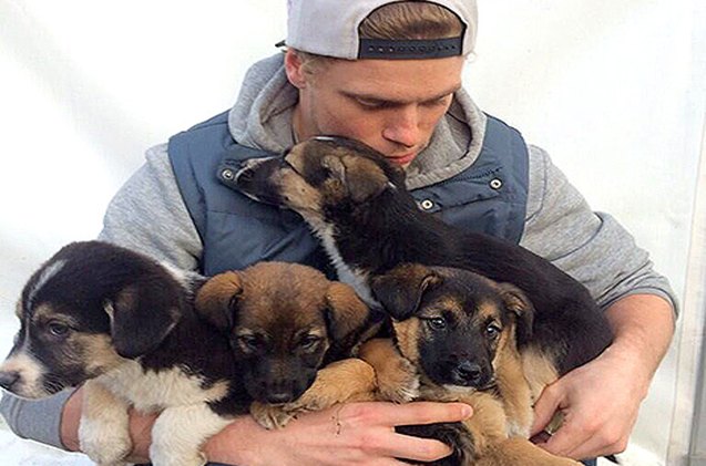 olympic skier gus kenworthy hopes to bring home four sochi stray pups