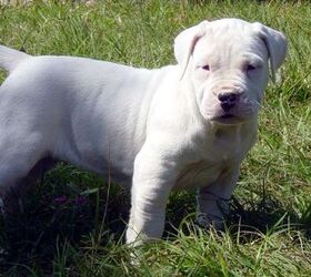 Dogo Argentino Dog Breed Information and Pictures - PetGuide