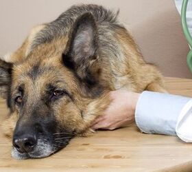 7 Common Symptoms Of Diabetes In Dogs
