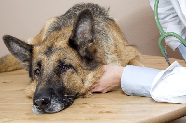 7 common symptoms of diabetes in dogs