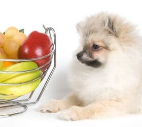 Top 10: What Fruits Can Dogs Eat?