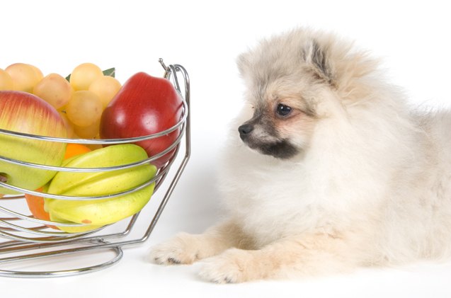 top 10 what fruits can dogs eat