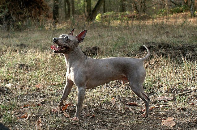 american hairless terrier