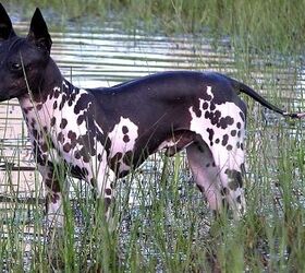 Miniature american hairless sales terrier