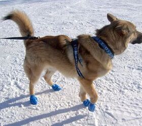 Product Review: Pawz Dog Boots