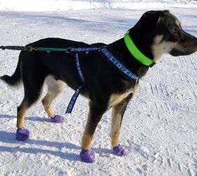 product review pawz dog boots