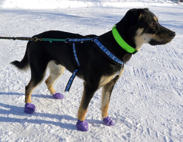 How Are Pawz Dog Boots Measured