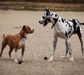 6 Off-Leash Tips For The Dog Park