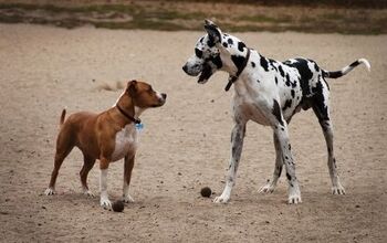 6 Off-Leash Tips For The Dog Park
