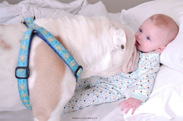 a bulldog is the best sister a little girl can have