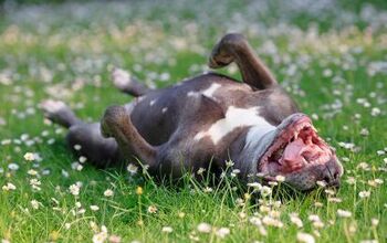4 Springtime Fresh Safety Tips For Dogs