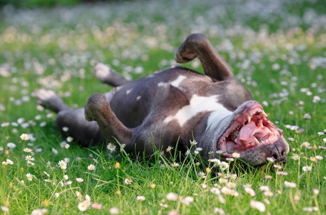 4 springtime fresh safety tips for dogs