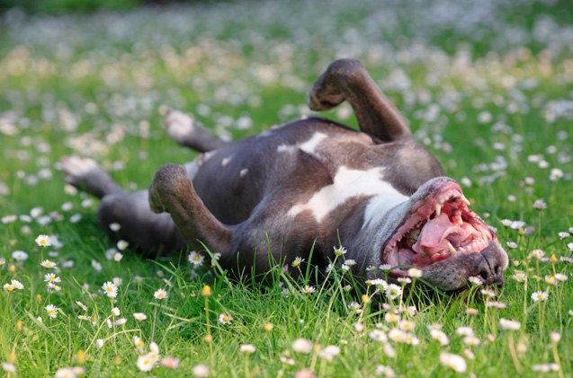 4 Springtime Fresh Safety Tips For Dogs | PetGuide