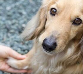 Basic Dog Tricks: Shake A Paw
