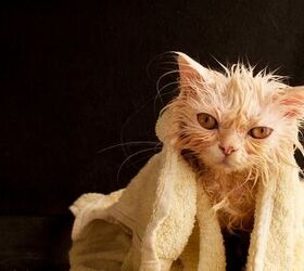 brushing and bathing your cat
