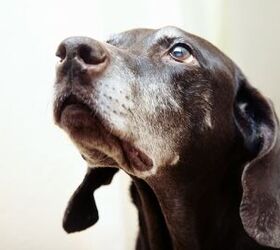 5 tip top health tips for senior dogs