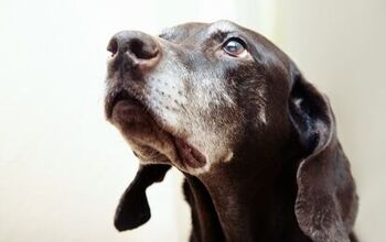 5 Tip-Top Health Tips For Senior Dogs