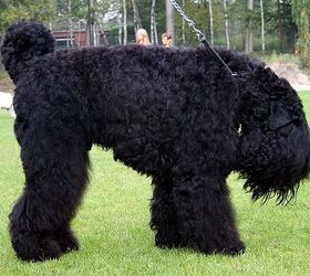 black russian terrier