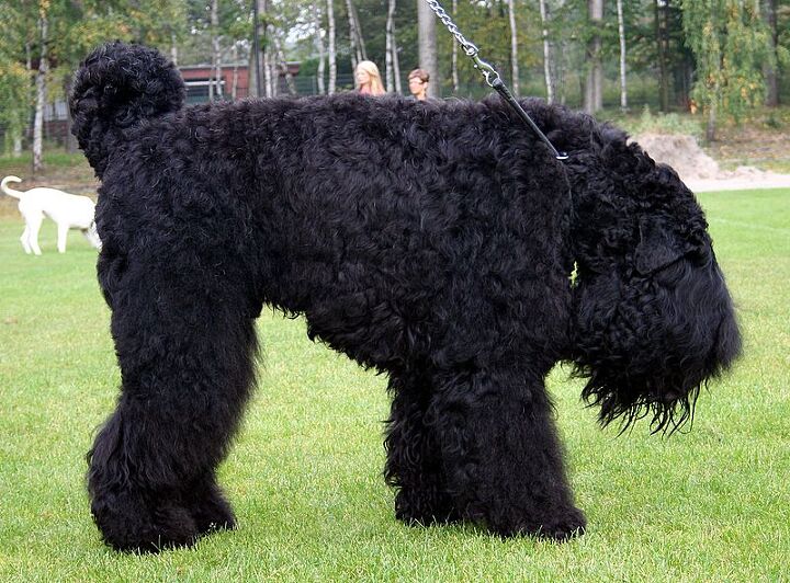 Black Russian Terrier Dog Breed Information And Pictures PetGuide black-russian-terrier-dog-breed-information-and-pictures-petguide