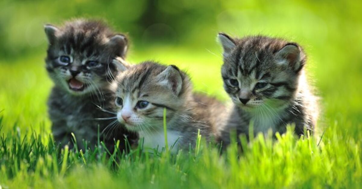 The Stages of Kitten Development | PetGuide