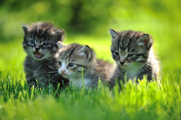The Stages of Kitten Development | PetGuide