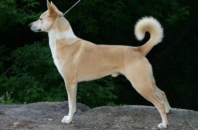 Kanan Dogs Canaan Dog Breed Information and Pictures - PetGuide | PetGuide