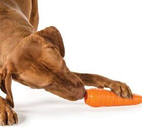 Planet Dog Adds A New Crop Of Carrots To Its Line Of Produce Dog Toys