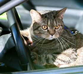 Cats And Car Rides: How To Get Them To Mix