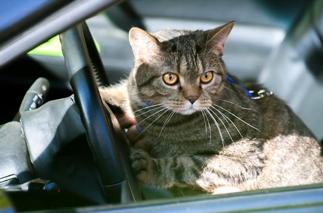 cats and car rides how to get them to mix