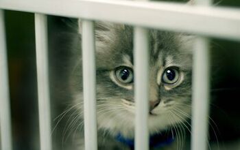 4 Purrfect Reasons to Adopt a Shelter Cat