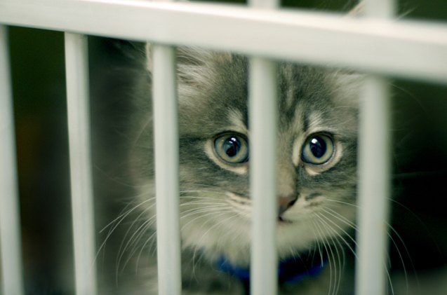 4 purrfect reasons to adopt a shelter cat