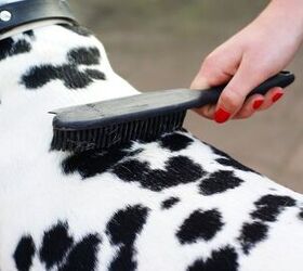 brushing your dog a guide for all coat types