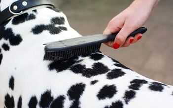 Brushing Your Dog: A Guide for All Coat Types