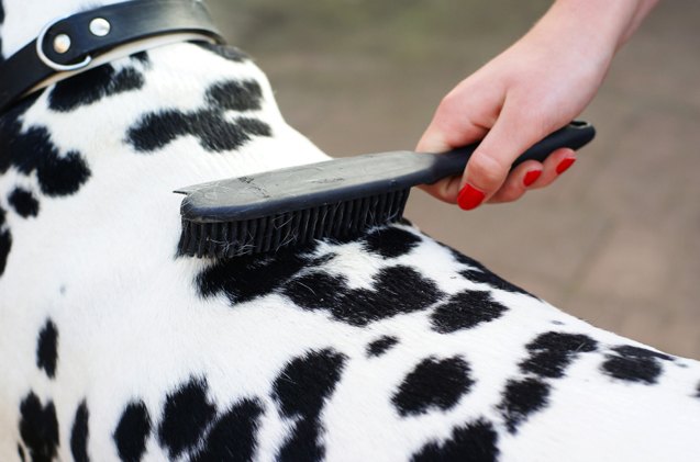 brushing your dog a guide for all coat types