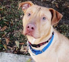adoptable dog of the week tanner