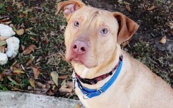 Adoptable Dog Of The Week – Tanner