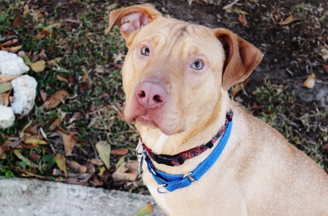 adoptable dog of the week tanner
