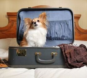 The Road Warrior’s Guide to Pet Friendly Hotels