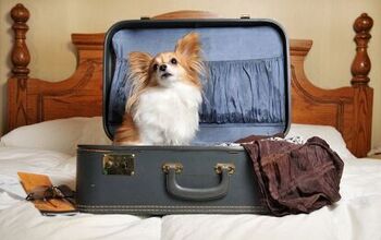 The Road Warrior’s Guide to Pet Friendly Hotels