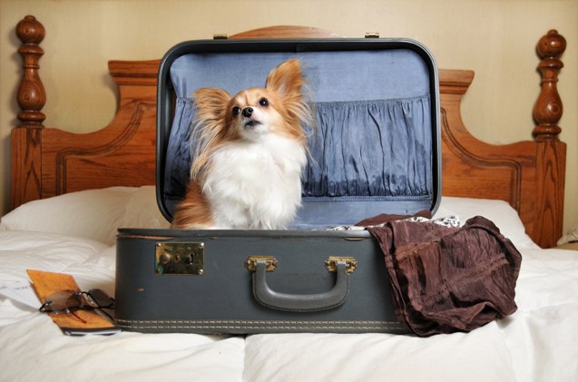 the road warriors guide to pet friendly hotels